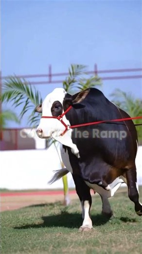 Bakra Eid 2026 New Cows Arrival | Premium & Beautiful Bulls Collection 🐂 #shorts #cow #cowmandi2026