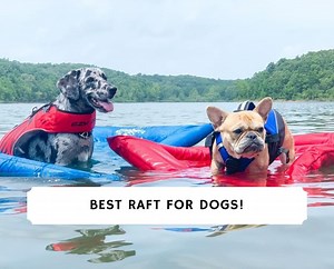 Best Raft for Dogs - Top 9 Picks - We Love Doodles