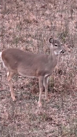 Heart-Pounding Deer Hunt | Big Buck Action#DeerHunting #BuckHunting #HuntingLife#BigBuck#bowhunting