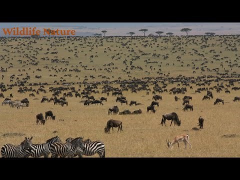 The Great Migration in Kenya - Part 1 - Nature’s Most Epic Journey