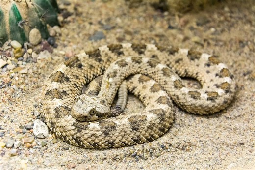 This Sidewinder Snake Reached a Record Breaking Size