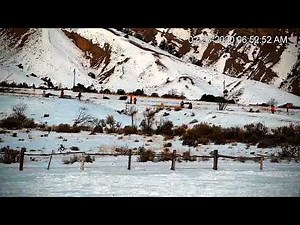 Yellowstone Bison Slaughter Footage - 2022