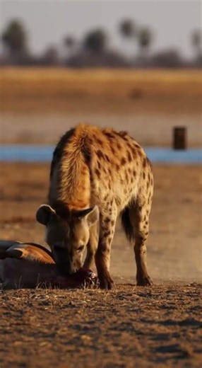 Amazing weapons of animals.動物たちの驚くべき武器 Deadly defenses revealed #wildlife #nature #animals