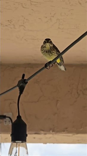 Palm Warbler in my backyard #shortvideo #shorts #youtubeshorts #youtube #reels #wildlife #nature