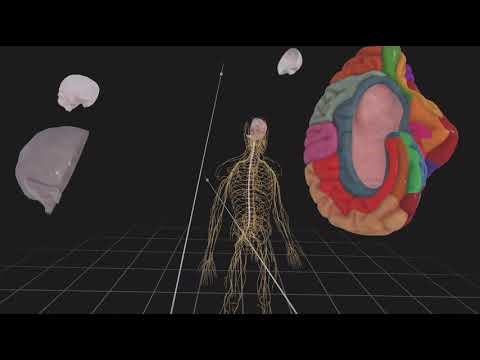 Human Anatomy VR_20251127173922