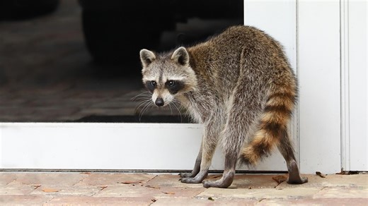 Rabies alert issued in Pasco County after infected raccoon found