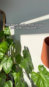 9K views · 3.6K reactions | Feeling brave - bought another String of...