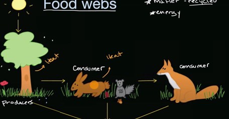 Matter and energy in food webs