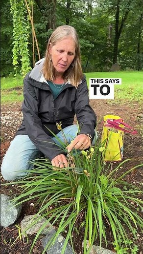 ✂️🌿How To Deadhead Lilies For Continuous Blooming