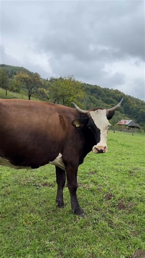 Nea Leon and his animals – a bond from the heart ❤️ #romania #nealeon