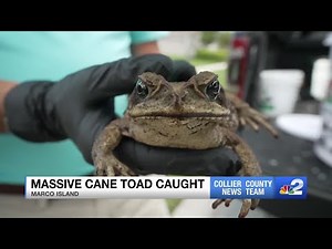 Footlong cane toad removed from Marco Island homeowner's backyard