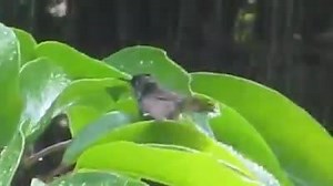 Amazing footage of a hummingbird enjoying a rain shower and bath in these natural birdbaths...beautiful. | Planet Experts | Facebook