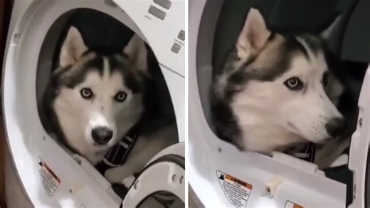 This hilarious husky has found a comfortable spot in a most unusual place - the washing machine! Check out his family's reaction! | Rumble Dogs