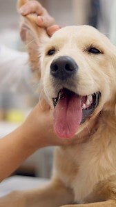 140 reactions · 11 shares | Fireworks can be stressful for our four-legged family members! This Fourth of July, help your pet stay balanced with Calming Comfort Pro from Standard Process Veterinary Formulas. Dr. Katrina Verdeur shares the science behind this whole food-based supplement designed to promote relaxation during periods of environmental stress.  Learn more: https://www.standardprocess.com/products/calming-comfort-pro | Standard Process Inc. | Facebook