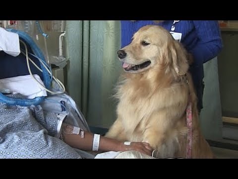 BNEWS Feature: Zest the Therapy Dog