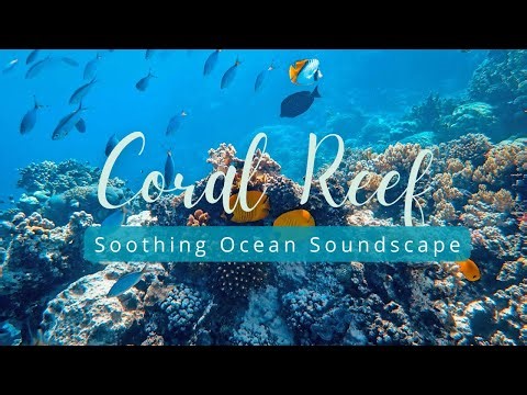 Coral Reef – Soothing Ocean Soundscape for Sleep & Meditation