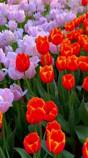 Tulip on Instagram: "💐💐 #tulips #tulipseason"