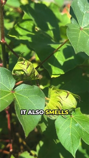 What Cotton Means to This Bioarchaeologist