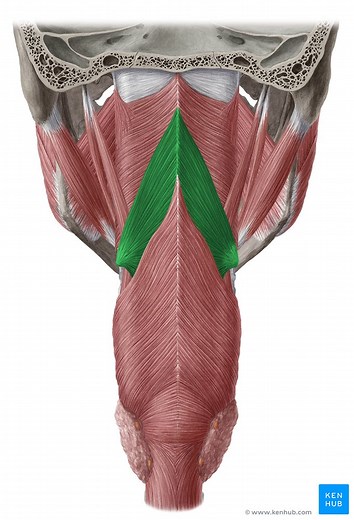 Middle pharyngeal constrictor