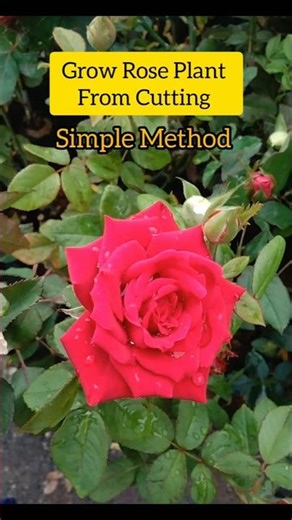 How to Grow Roses from Cuttings | Easy Gardening Tips