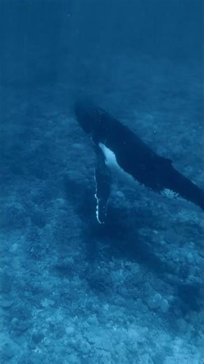 Humpback Whale swimming over coral reef 80 ft down #nature #wildlife #humpbackwhale