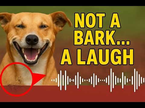Dogs Can Laugh — The Hidden Joy You’ve Never Notice.