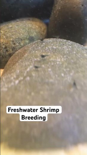 Blue Cherry Shrimp Babies! Tons of baby freshwater neocaridinia shrimp #shrimp #aquarium #breeding