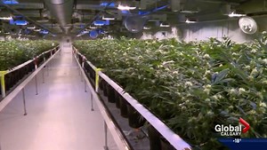 Medical marijuana company Aurora Cannabis expands to Edmonton airport