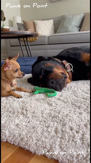 Chihuahua’s Squeaky Toy Prank… Rottweiler Wakes Up and Chaos Happens! 😂🐶