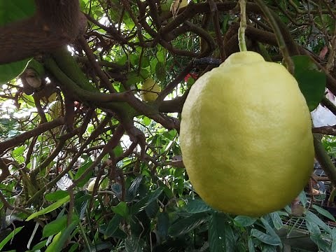The American Wonder Lemon ‘Ponderosa’ (Citrus limon)