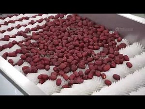 Automatic Dates Palm Cleaning Polishing Machine Brush Roll Dry Washing Machine for Date