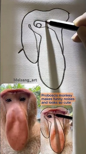 Proboscis monkey makes funny noises #drawchallenge #onelinedrawing #onelineart #drawingprocess #draw