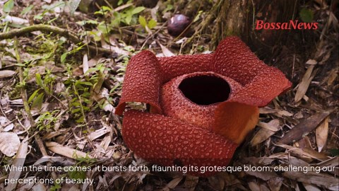 World’s largest flower: Meet the giant Rafflesia arnoldii