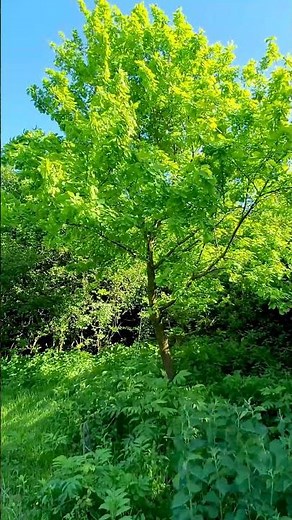 Wonderful spring forest | Relaxing Bird Sounds