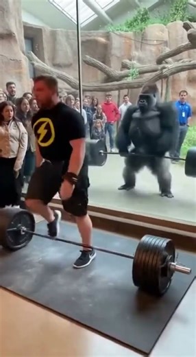 “You Won’t Believe This Gorilla 🙉 Lifts Weights Like a Human!” Gym Challenge At The Zoo Went INSANE