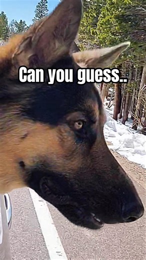 Can you guess why our German Shepherd is so excited? Potty break?🤔 He saw a squirrel? 🐿 May be.....?