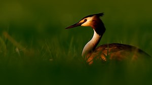 Eye-Level Bird Photography