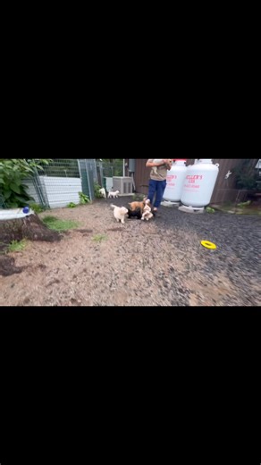 7.2K views · 165 reactions | Check out this 16 dog playgroup our staff put together! We have lots of amazing dogs right now. If you're looking for a new best friend, put an application in on our website at www.camppapillon.org!  Kennel License #: 5242 | Camp Papillon Animal Shelter | Facebook