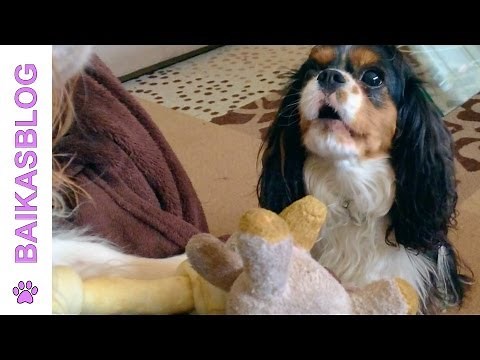 Bloopers : Milo the talking dog - Le chien qui parle