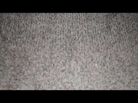 Beaver Heavy - On Blu-ray and DVD December 31,