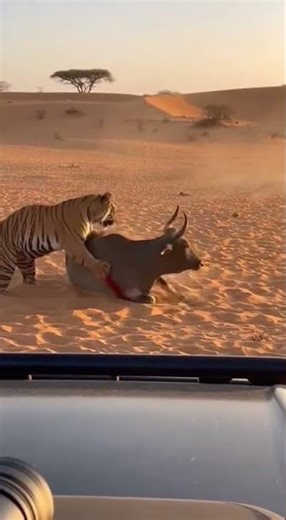 Tiger Ambush vs Giant Gaur 🤯 (UNBELIEVABLE Wildlife Fight) #shorts #viral