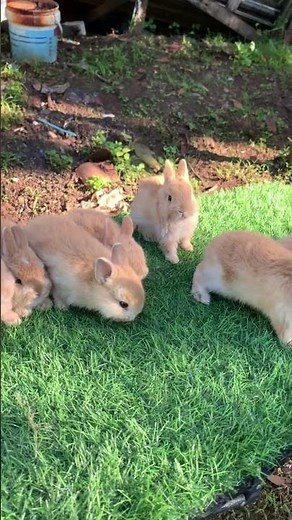 Adorable Bunnies Hopping Around 🐇❤️ #cute #pets #funny