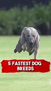 5 fastest Dog Breeds! #fastdogs #fastestdogs #animals #fyp #dogs #dogsoftiktok #greyhound #dalmatian #saluki | Animal Lover