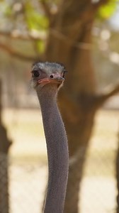 34K views · 136 reactions | ¿Estás listo para vivir una experiencia única en Ponderosa? En nuestro tour de safari podrás conocer a más de 10 especies  | Ponderosa Adventure Park | Facebook