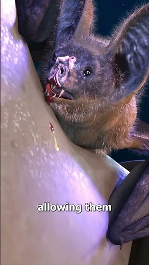 How Vampire Bats Suck Human Blood 😨 ‪@zackdfilms‬