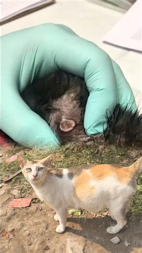 Emergency Care: Removing Botfly from Cat