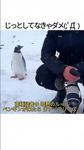 南極のペンギンを絶対に触ってはいけない理由…🐧💔