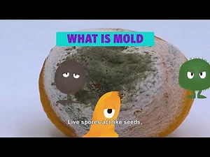 What is mold, how to identify it, and why it matters (Video 1 of 4) #MoldBusters