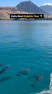 3 comments | Our Bear Dolphin Tour is Dolphins and You! Dive into...