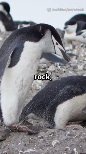 Gay penguins of New York! Adopted a baby #viralpenguin